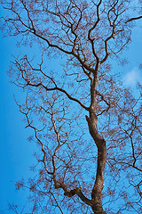 Image showing Bare Tree against Sky