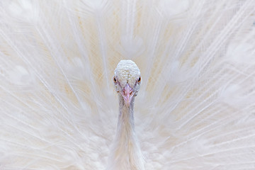 Image showing Portrait of White Peacock