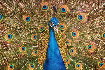 Image showing Portrait Of Peacock