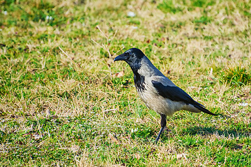 Image showing Crow on Grass