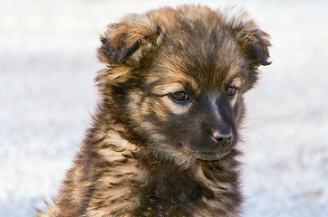 Image showing Portrait of Puppy