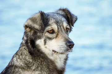 Image showing Portrait of Dog