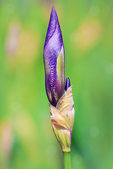 Image showing Bud of Blue Iris
