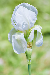 Image showing White Iris Flower