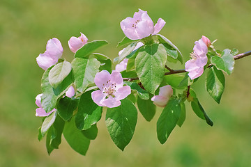 Image showing Blossom at Spring