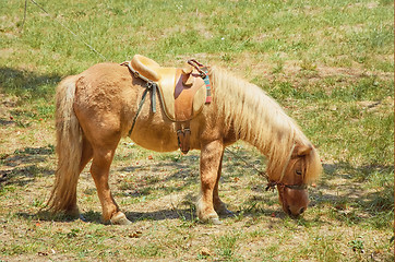 Image showing Little Red Pony