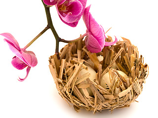 Image showing Bird Nest and Orchid