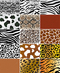 Image showing Animal Skins