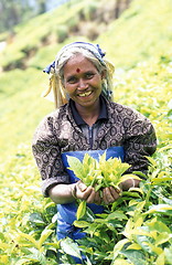 Image showing SRI LANKA NUWARA ELIYA TEA PLANTATION