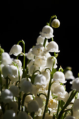 Image showing lily of the valley