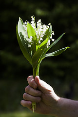 Image showing bouquet of lily of the valley in a hand