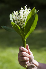 Image showing bouquet of lily of the valley in a hand