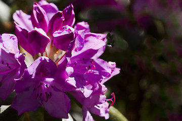 Image showing rhododendron