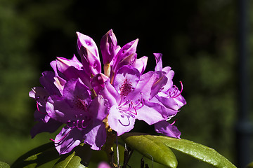 Image showing rhododendron