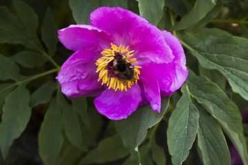 Image showing peaony