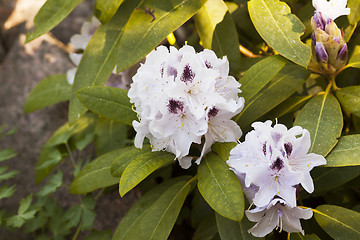 Image showing rhododendron