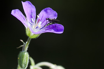 Image showing wood cranesbill