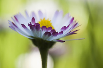 Image showing english daisy