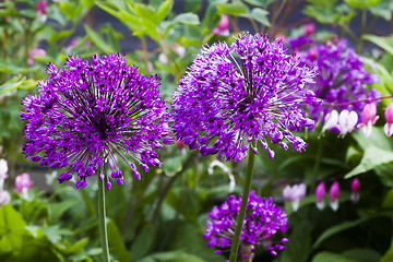 Image showing allium