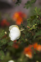 Image showing white rosebud