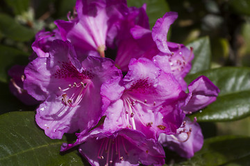 Image showing rhododendron after rain