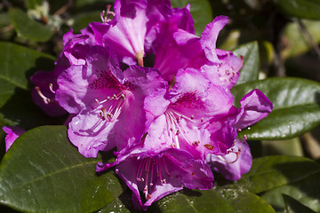 Image showing rhododendron