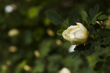 Image showing rosebud