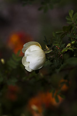 Image showing rose bud