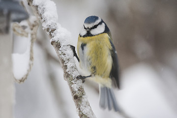 Image showing blue tit