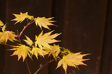 Image showing leaves