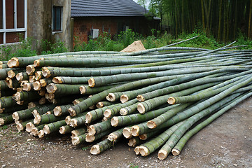 Image showing Fresh bamboo cut for multipurpose