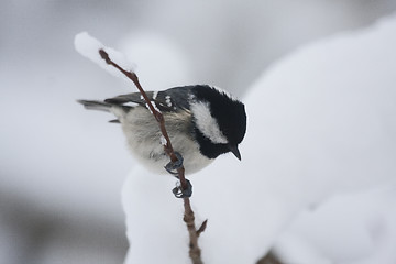 Image showing coal tit