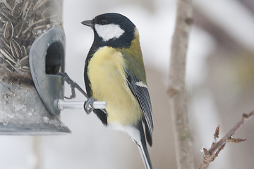 Image showing great tit