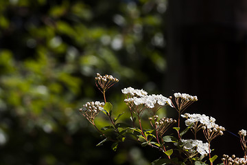 Image showing spirea