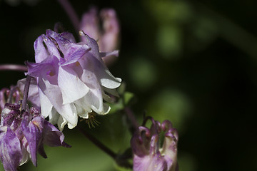 Image showing columbine