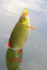 Image showing Golden Rudd - summer lake fishing