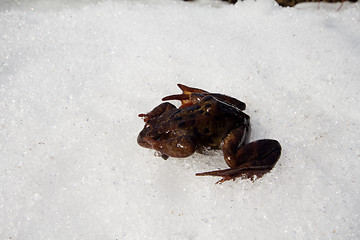 Image showing Spring. The revival of frogs.