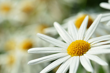 Image showing White chamomile flower macro