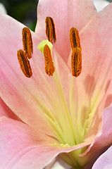 Image showing Beautiful lily growing in garden