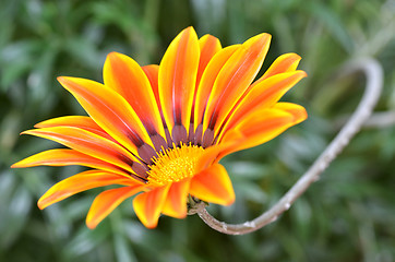 Image showing Beautiful flower in a meadow