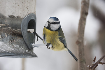 Image showing blue tit