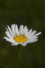 Image showing oxeye daisy