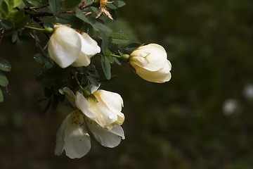 Image showing rosebuds