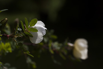 Image showing rosebuds