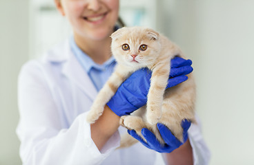 Image showing close up of vet with scottish kitten at clinic