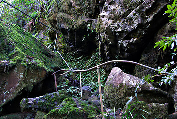 Image showing path through the rainforest