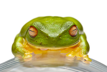 Image showing green tree frog