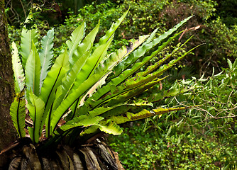 Image showing rain forest fern