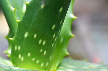 Image showing Aloe vera plate
