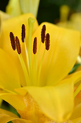 Image showing Beautiful lily growing in garden